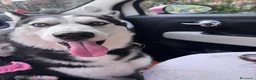 Husky cani per accoppiamento: Siberian husky maschio pedigree per monta a Provincia di Frosinone - Annuncio 3