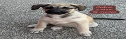 Meticcio cani in regalo: Bellissimi cuccioli da salvare  a Città Metropolitana di Bologna - Annuncio 6