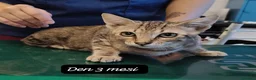 Altre razze gatti in regalo: Tanti gattini desiderosi di trovare famiglia  a Provincia di Bergamo - Annuncio 3