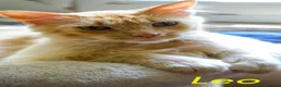 Altre razze gatti in regalo: LEO  SIMIL MAIN COON ROSA - Annuncio 3