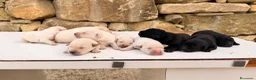 Meticcio cani in vendita: Cuccioli simil Labrador - Disponibili tra 1 mese - Annuncio 4