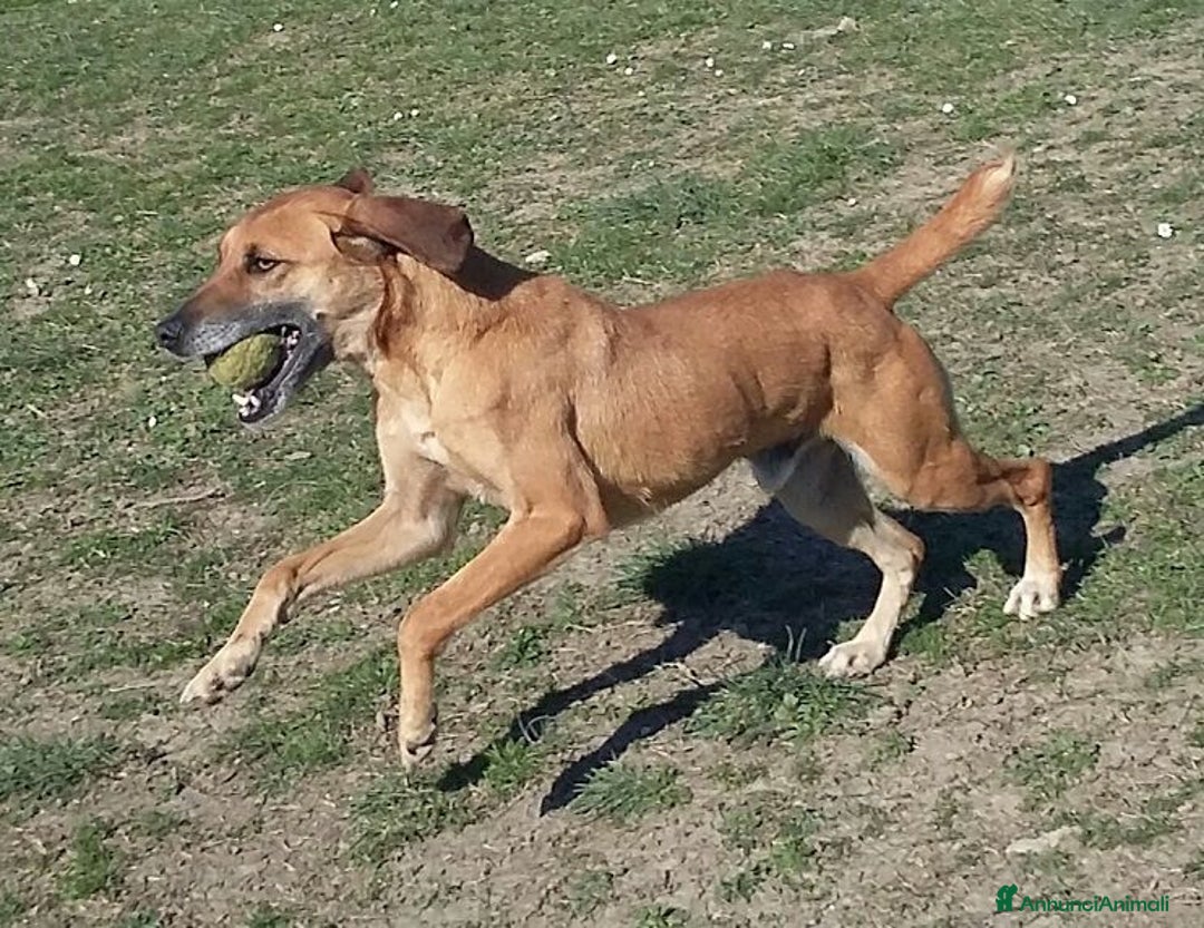Meticcio cani in regalo: SANDRINO 5anni dolce simpaticone! - Annuncio 7