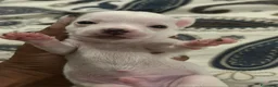 Chihuahua cani in vendita: 4 CHIHUAHUA  - Annuncio 2