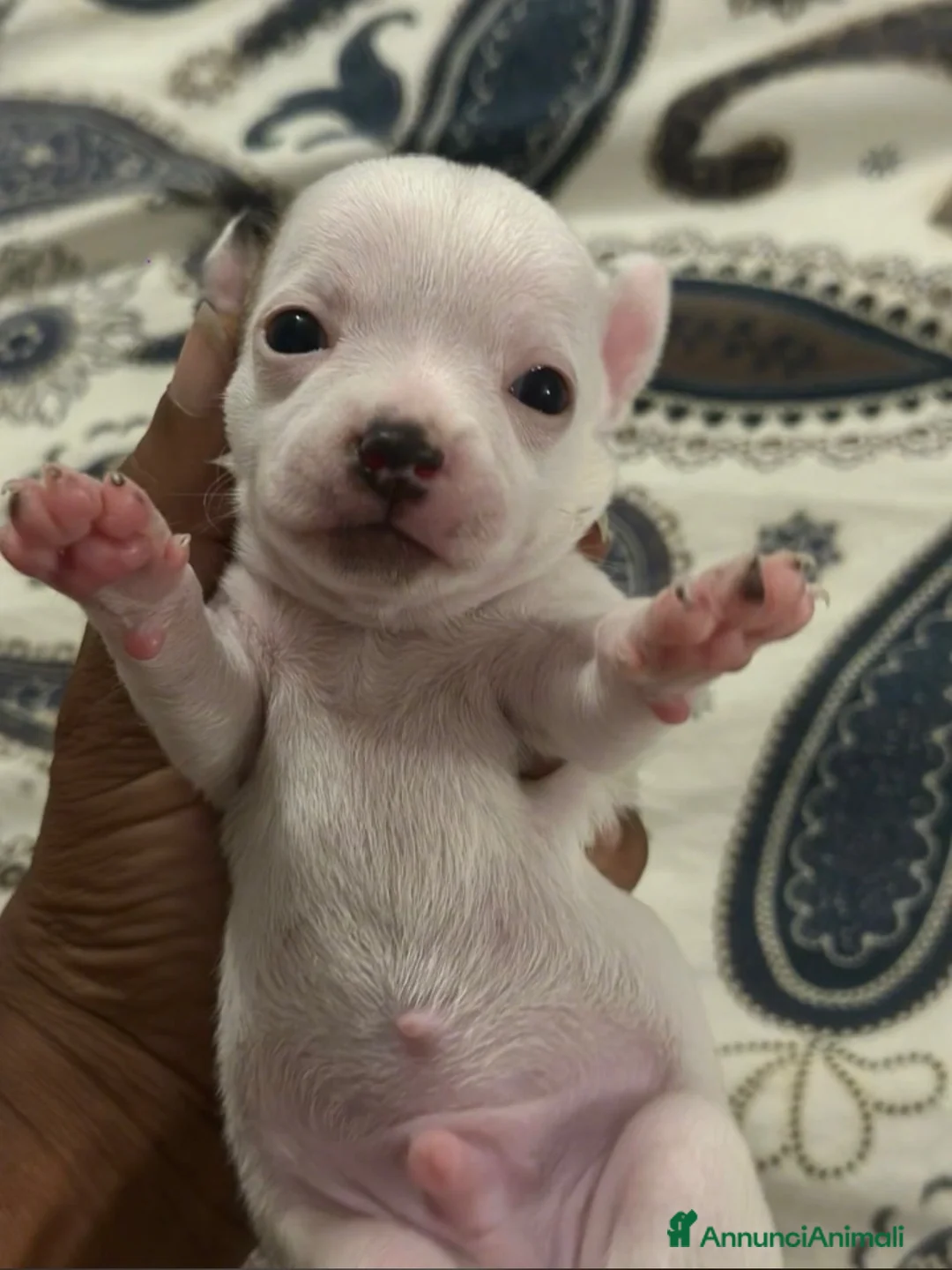 Chihuahua cani in vendita: 4 CHIHUAHUA  - Annuncio 2