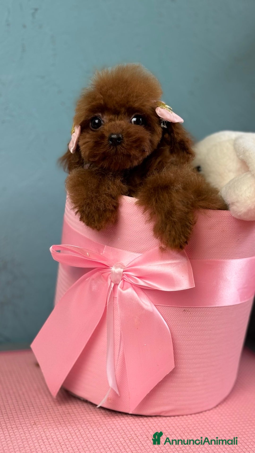 Barboncino Toy cani in vendita: Barboncino Toy FCI – femmina nata il 04/06/2025 - Annuncio 2