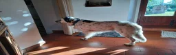Meticcio cani in regalo: adozione di Argo a Città metropolitana di Roma Capitale - Annuncio 10