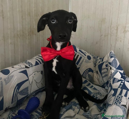 Meticcio cani a Provincia di Parma - Annuncio 5
