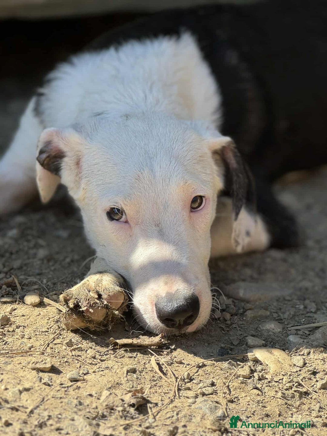 Pitbull cani in regalo: ROCK e ALFA, cuccioli super coccoloni! Mix PIT - Annuncio 9