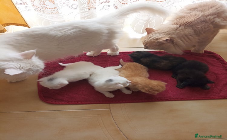 Angora turco gatti - Annuncio 3