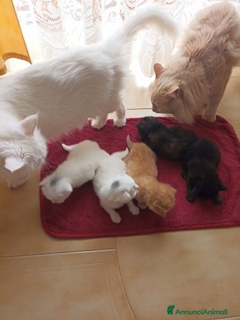 Angora turco gatti CUCCIOLATA DI ANGORA TURCO - Annuncio 1
