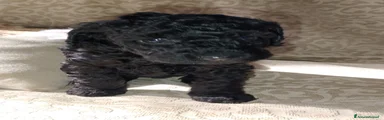 Barboncino Cucciolo 3