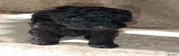 Barboncino cani in vendita: Barboncino nano nero  a Provincia di Varese - Annuncio 2