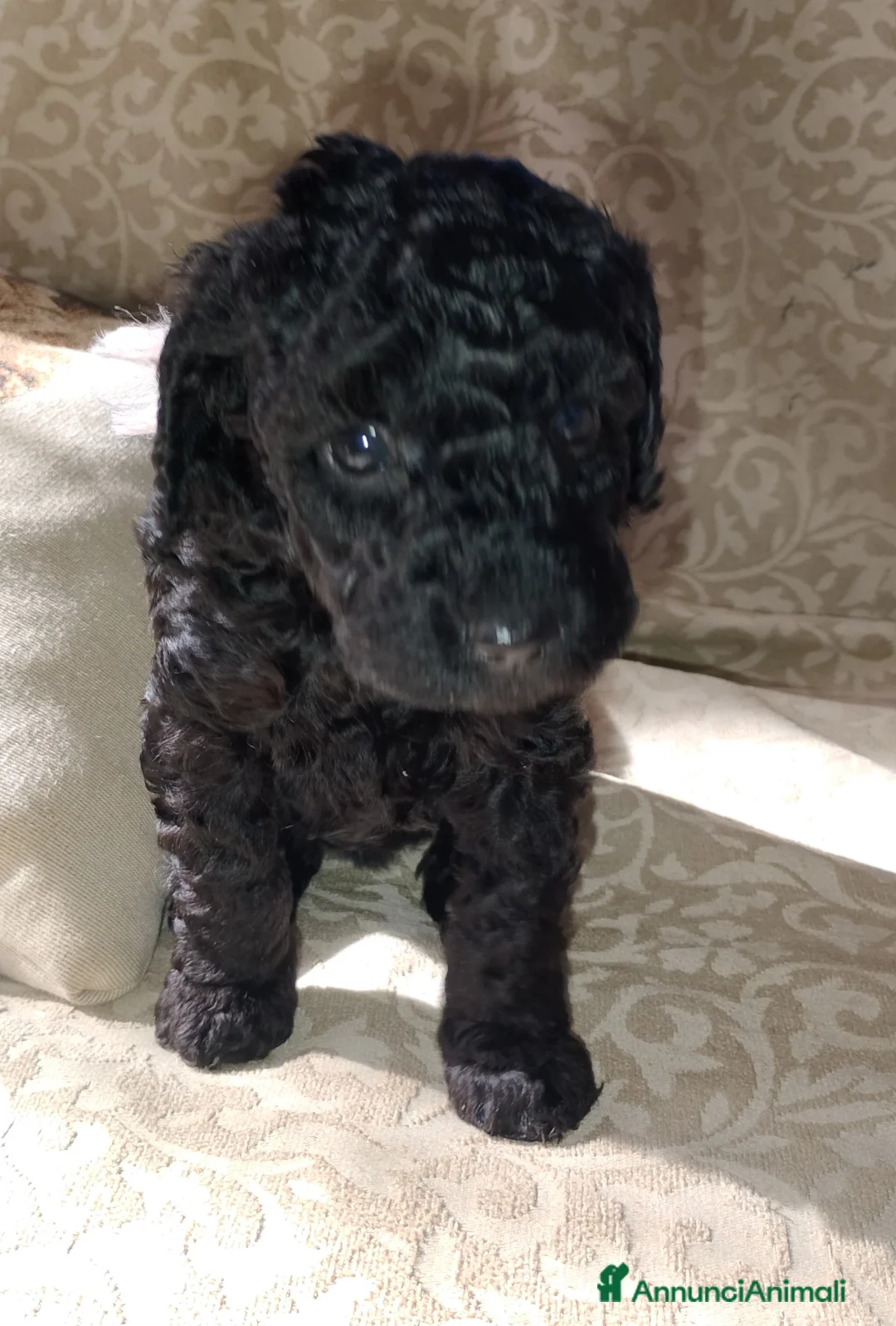 Barboncino cani in vendita: Barboncino nano nero  a Provincia di Varese - Annuncio 2