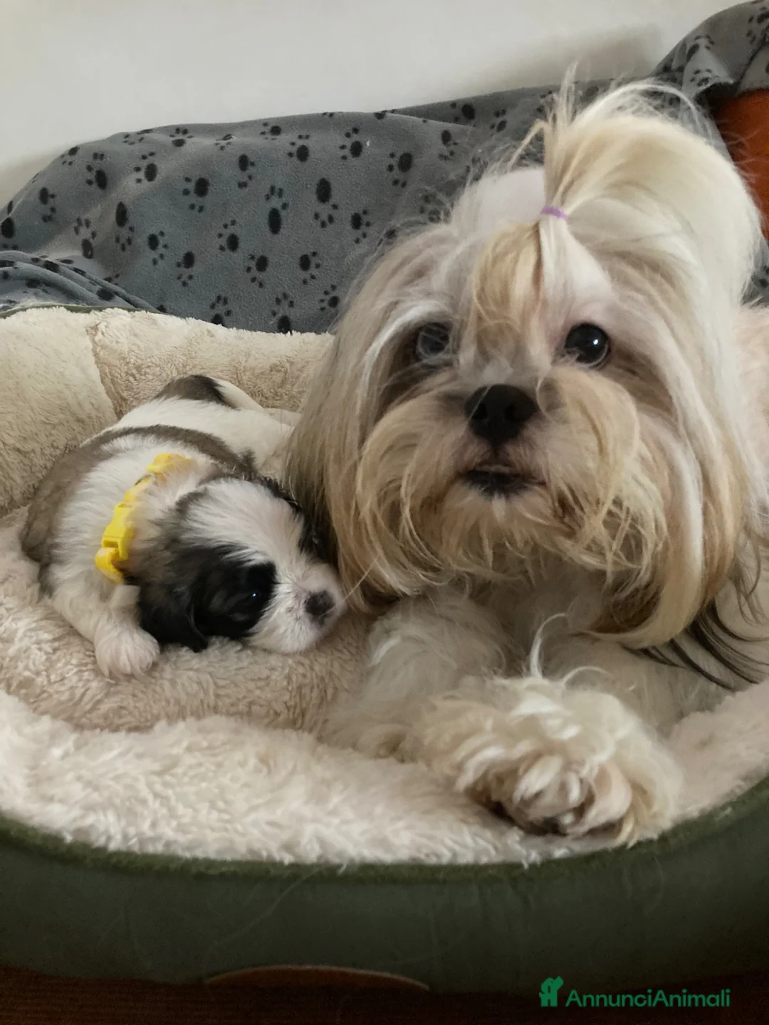 Shih Tzu cani in vendita: Shih tzu  - Annuncio 2