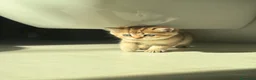 Scottish gatti in vendita: Bellissimi cuccioli di scottish straight/fold - Annuncio 20