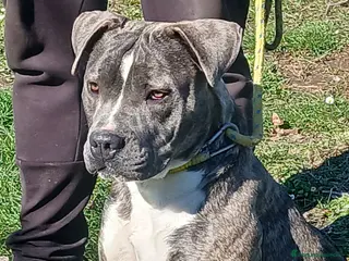 Meticcio cani ASIA MERAVIGLIOSA CREATURA TRADITA SENZA PIETA' - Annuncio 12