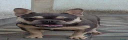 Bulldog Francese cani in vendita: Bulldog francese blu and tan - Annuncio 11