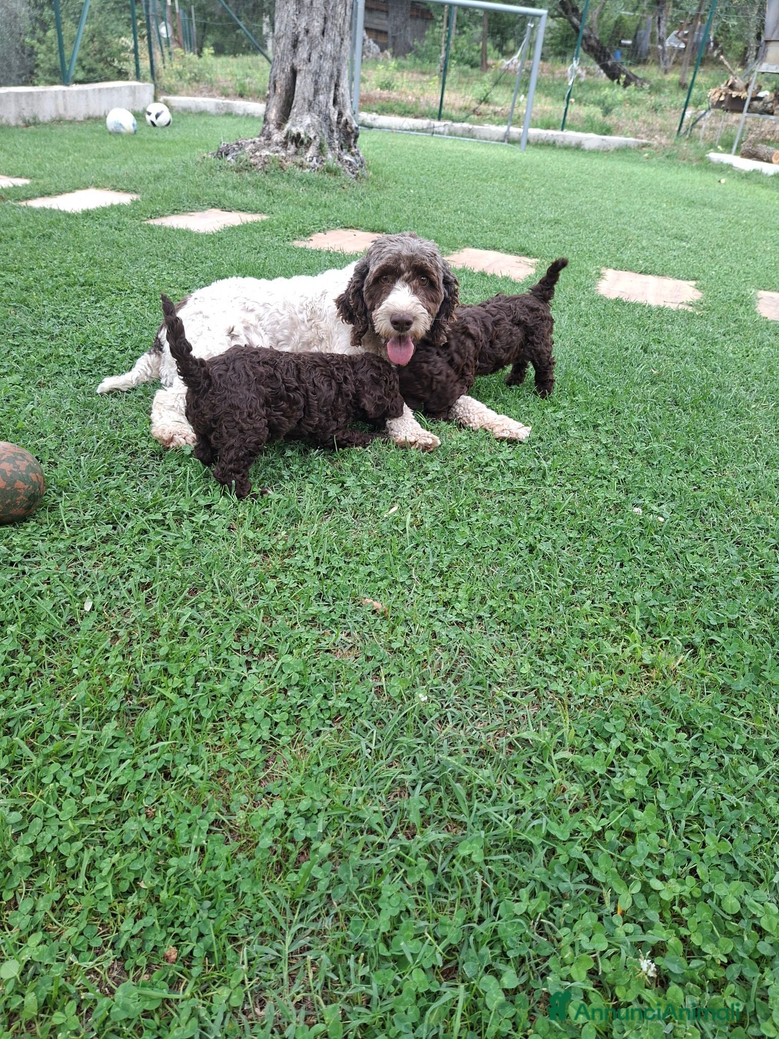 Lagotto cani Lagotto romagnolo  - Annuncio 3