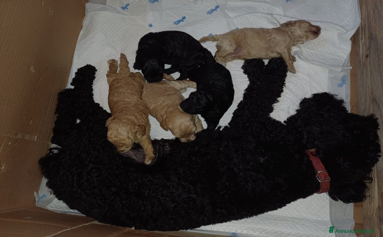 Barboncino cani - Annuncio 1