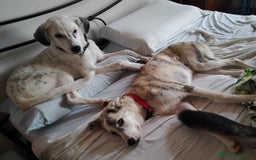 Altre razze cani in regalo: LINK e MAIL, 6 MESI, (01/01/25) a Provincia di Bergamo - Immagine 15
