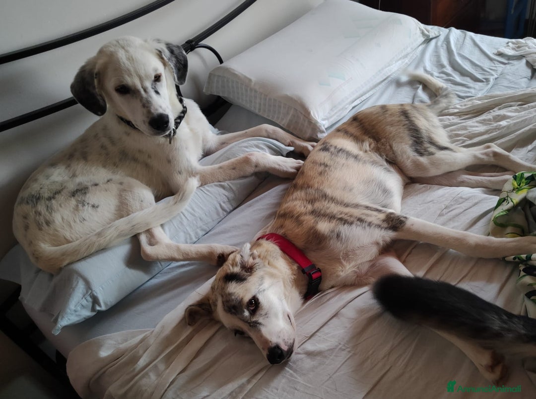 Altre razze cani in regalo: LINK e MAIL, 6 MESI, (01/01/25) a Provincia di Bergamo - Immagine 15
