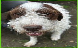 Lagotto cani in regalo: URGENTISSIMO! FORLI' GIOVANE CAGNOLINO CON UNA BRU a Città metropolitana di Milano - Immagine 13