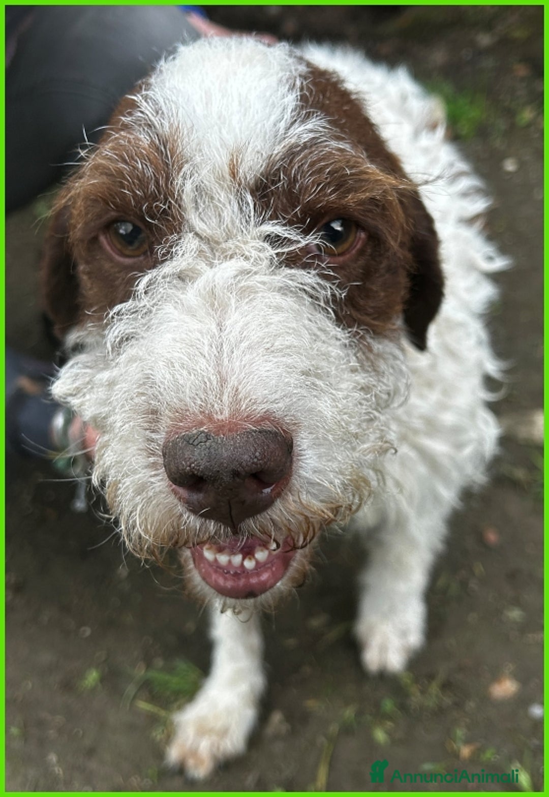 Lagotto cani in regalo: URGENTISSIMO! FORLI' GIOVANE CAGNOLINO CON UNA BRU a Città metropolitana di Milano - Immagine 13