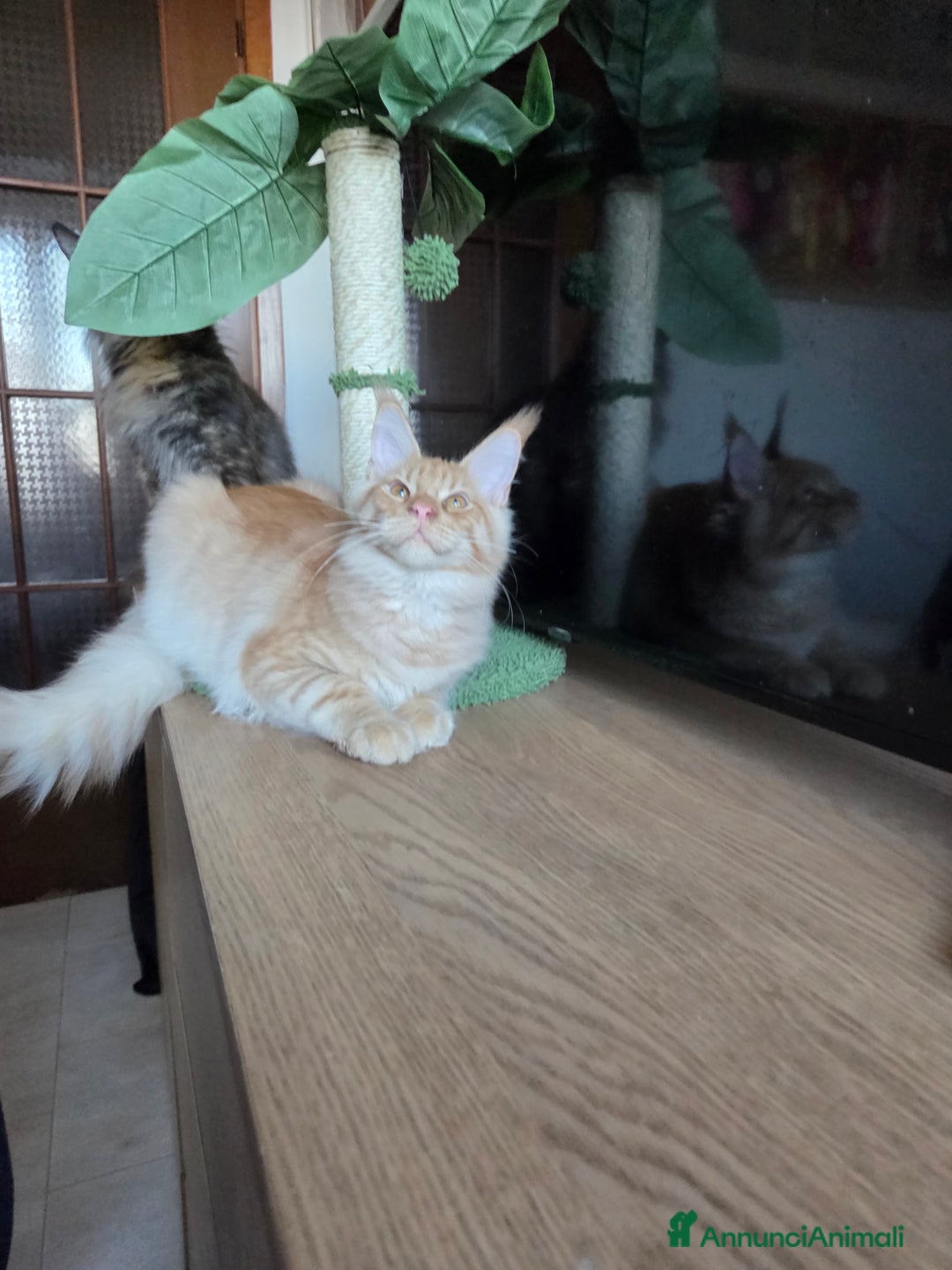 Maine Coon gatti in vendita: Ultimi 4 cuccioli Maine Coon - Annuncio 36