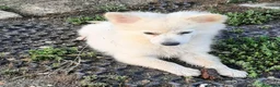 Volpino Italiano cani in vendita: Cuccioli di volpino  - Annuncio 6
