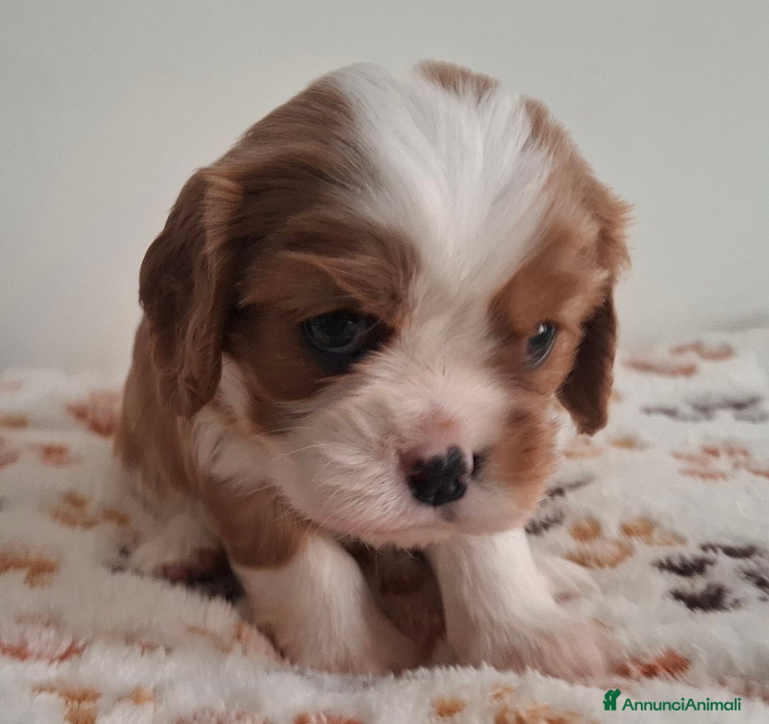 Cavalier King cani in vendita: Cucciole di Cavalier king blenheim con pedigree - Annuncio 4