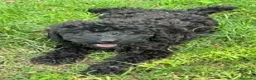 Barboncino cani in vendita: Cucciolo barboncino nano a Provincia di Pisa - Annuncio 2