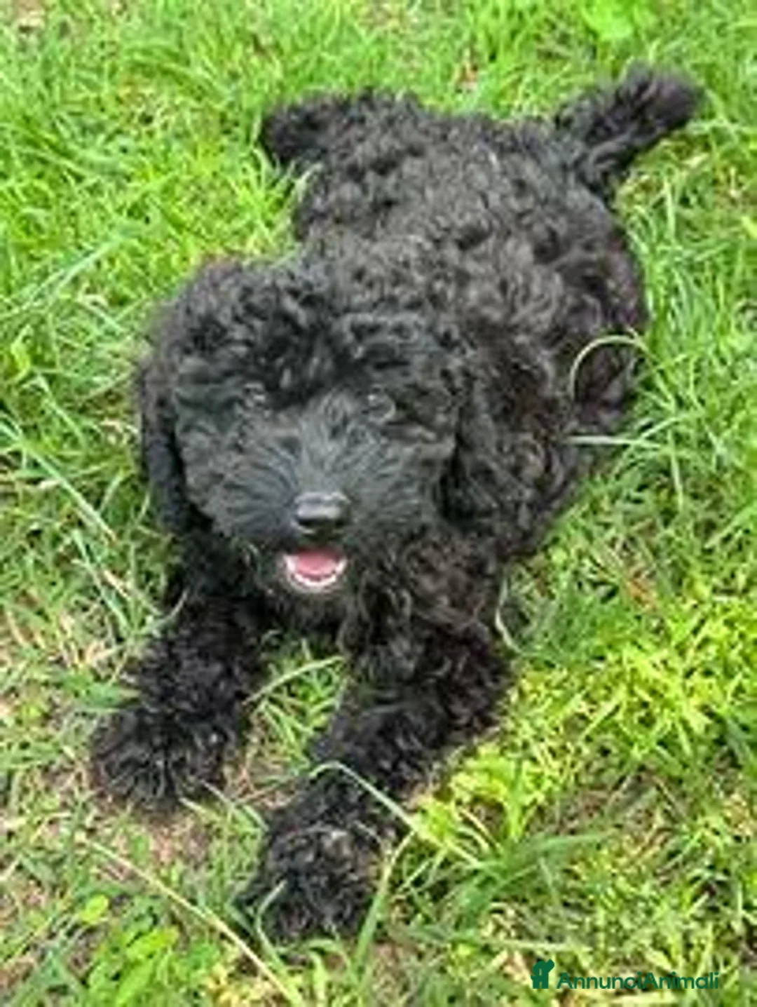 Barboncino cani in vendita: Cucciolo barboncino nano a Provincia di Pisa - Annuncio 2