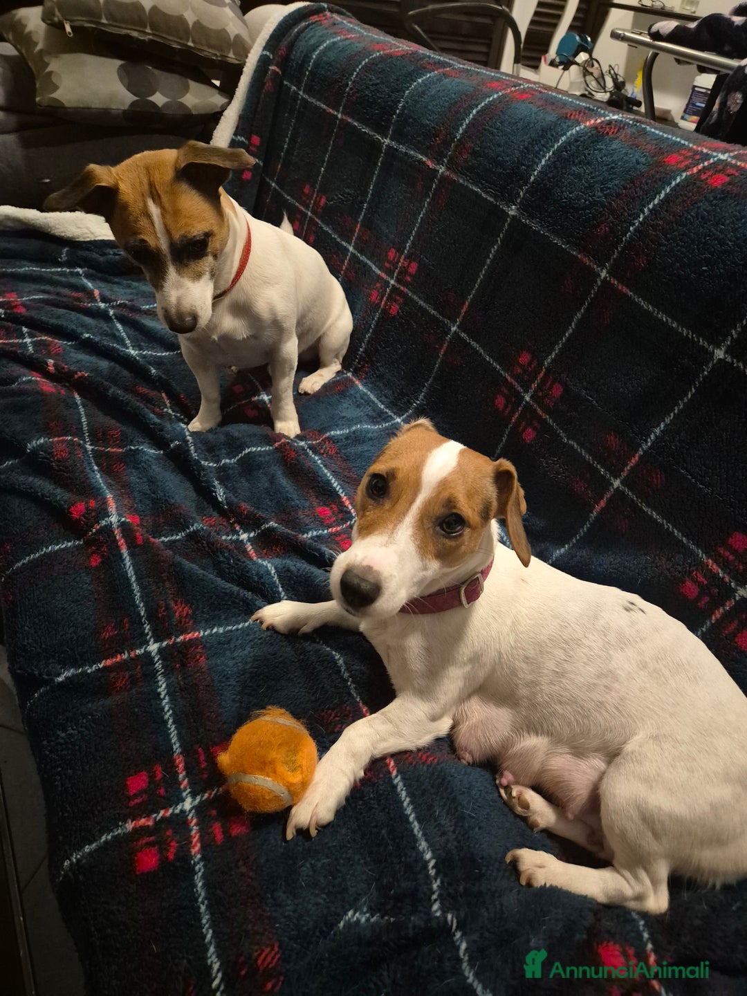 Jack Russell cani in vendita: Jack russell - Annuncio 9
