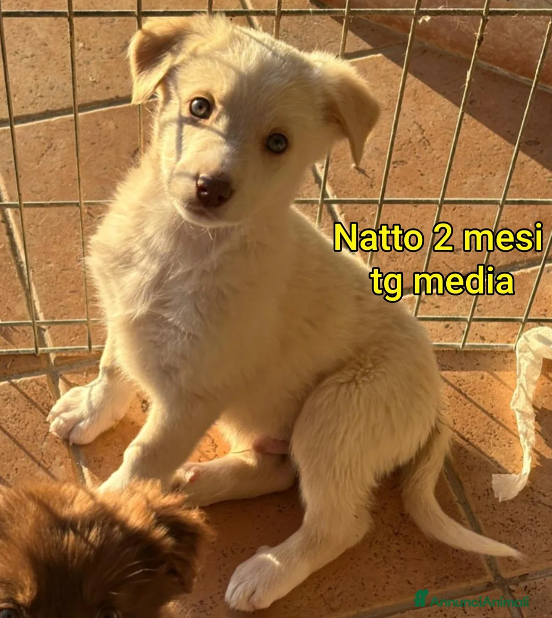Meticcio cani in regalo: CUCCIOLI SENZA CASA TENERISSIMI  - Annuncio 6