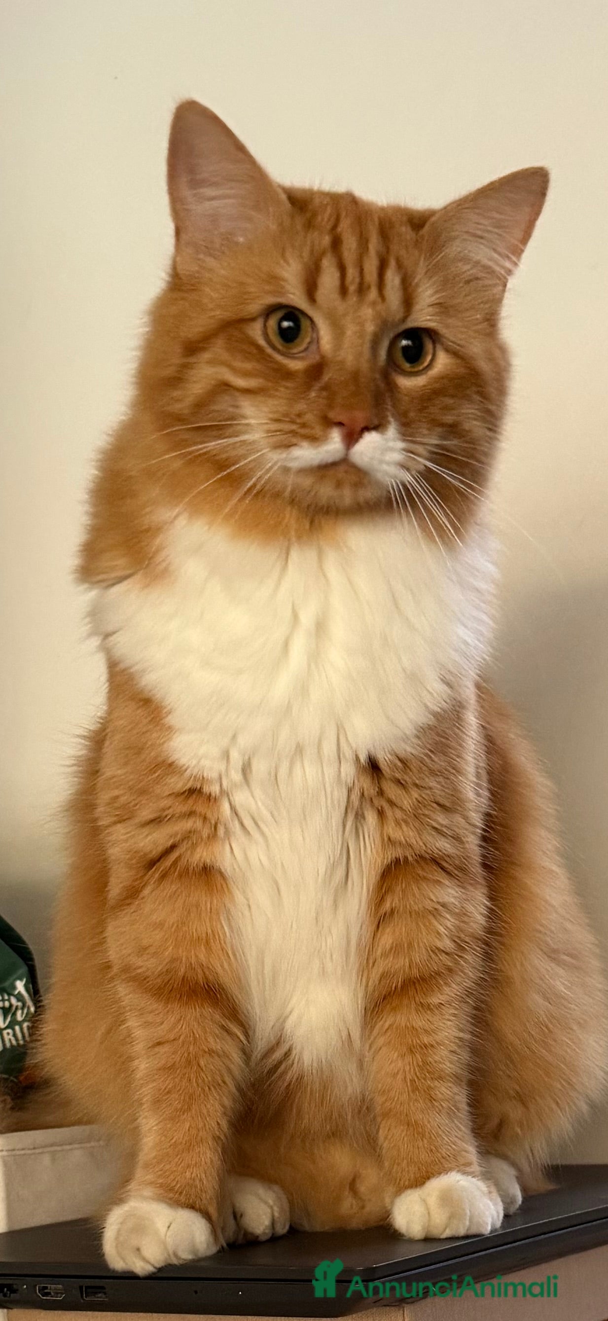 Meticcio gatti Cerco Micina rossa  - Annuncio 2