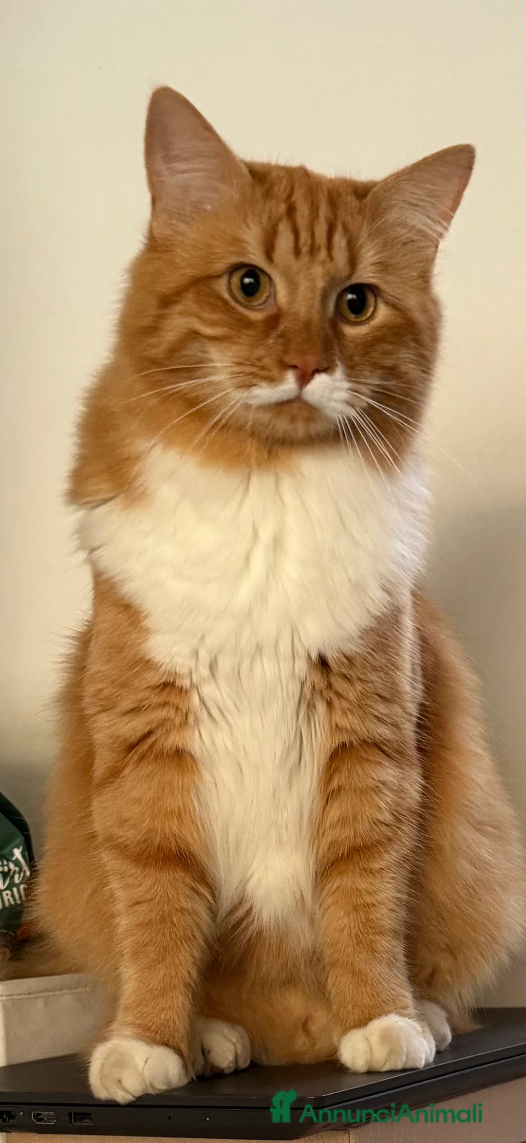 Meticcio gatti per accoppiamento: Cerco Micina rossa  - Annuncio 1