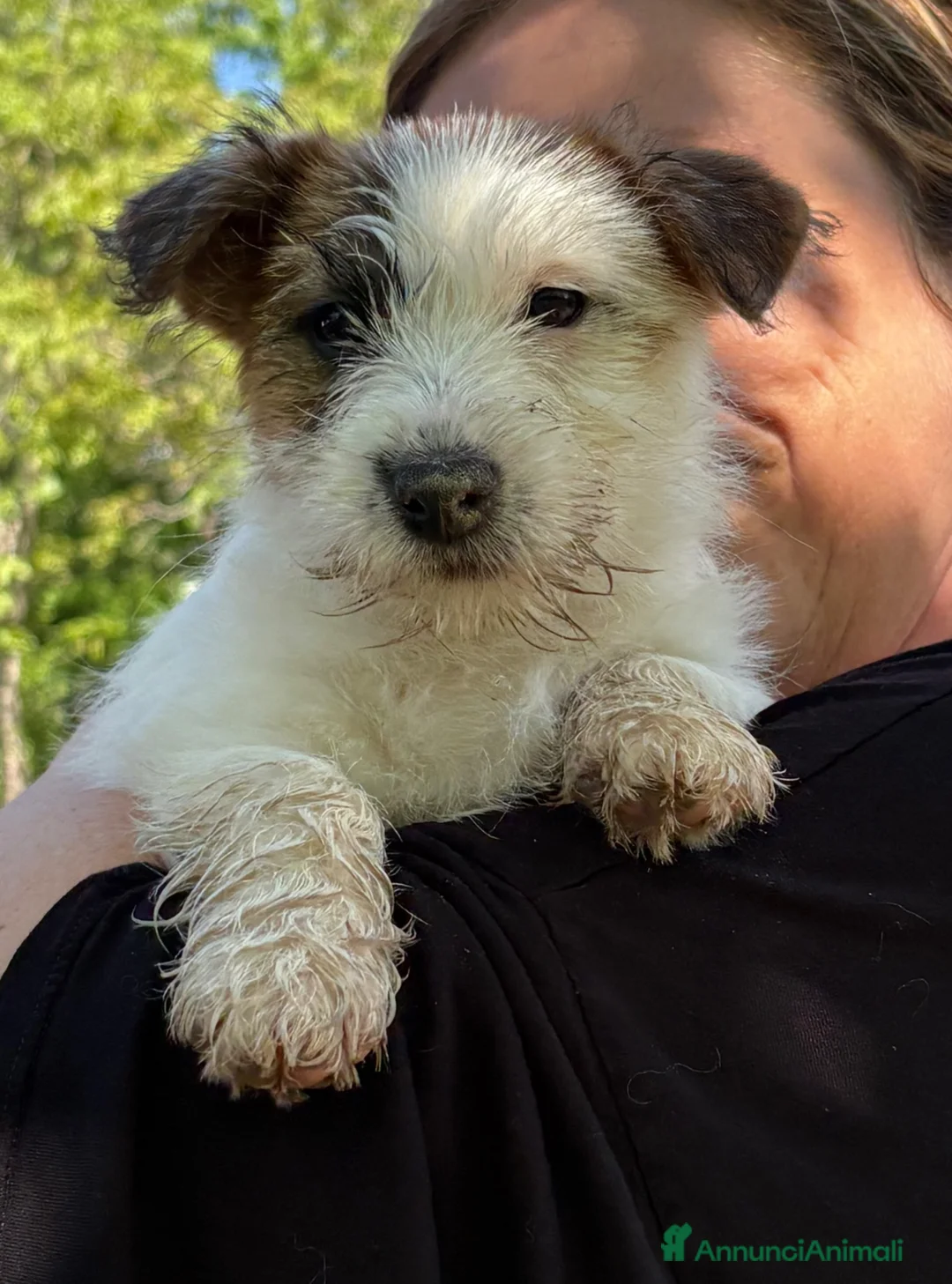 Jack Russell cani in vendita: Jack Russel  - Annuncio 7