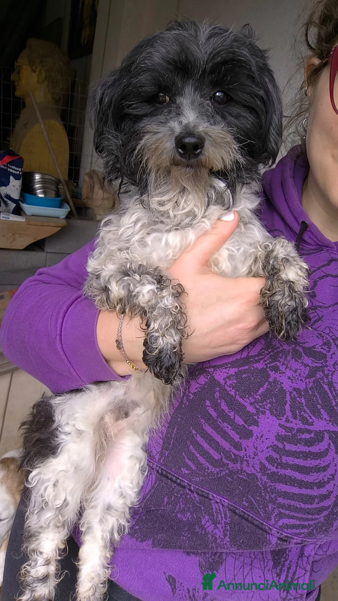 Bichon cani in regalo: Rompy cerca adozione  - Annuncio 6