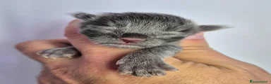 Maine Coon 1