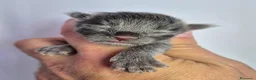 Maine Coon gatti in vendita: 5 splendide creature - Annuncio 6