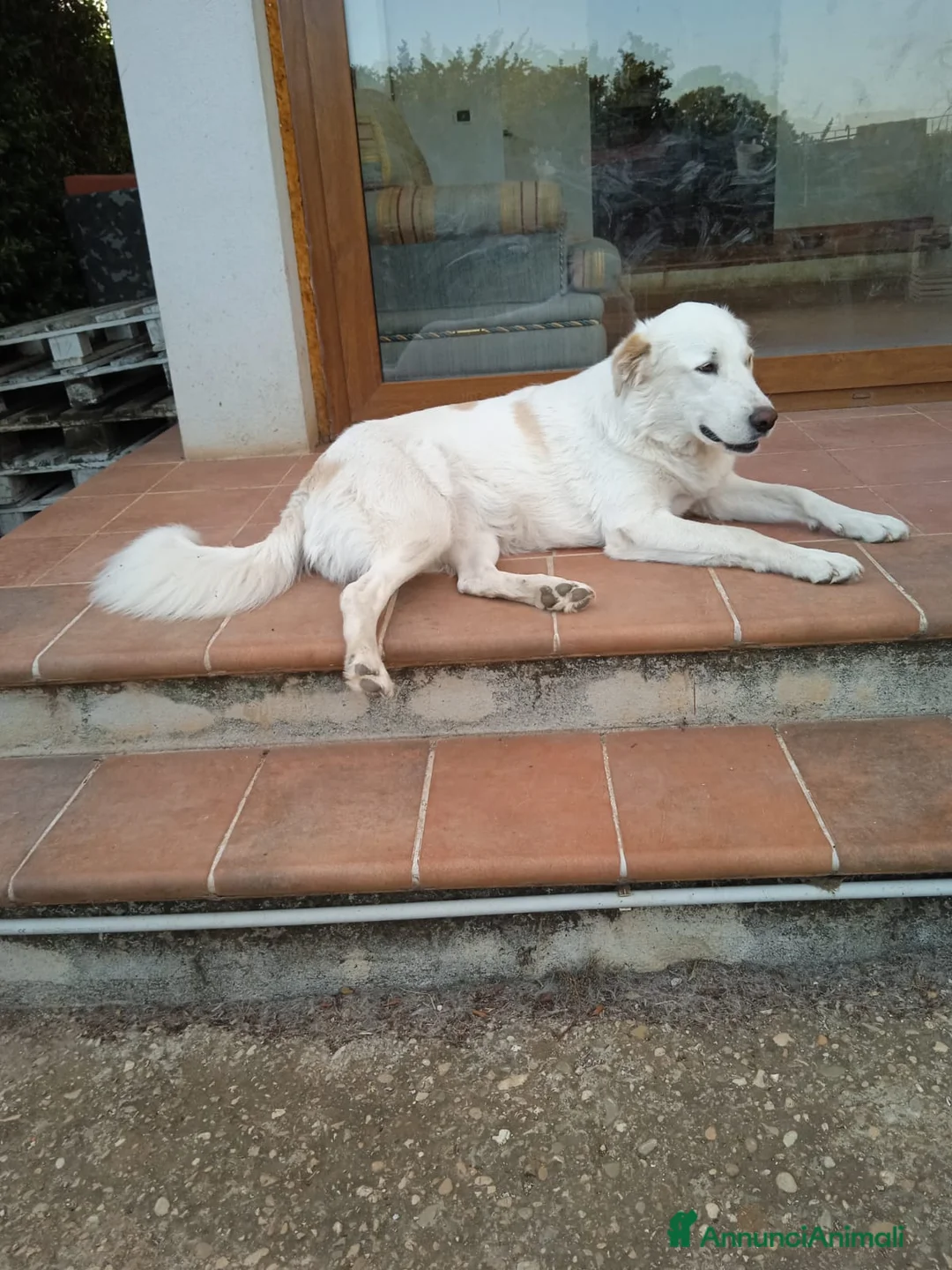 Pastore Maremmano cani in regalo: Meravigliosa Marlene  a Provincia di Viterbo - Annuncio 8