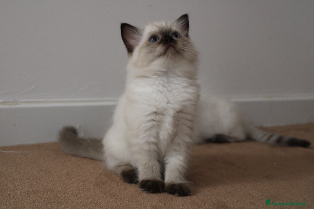 Ragdoll gatti in vendita: Cuccioli Ragdoll a Provincia di Bergamo - Immagine 14