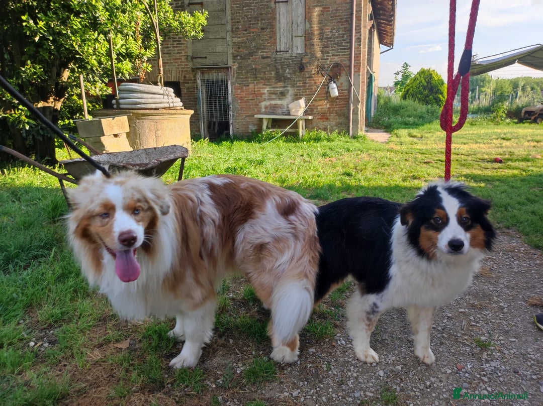 Australian Shepherd cani in vendita: Cuccioli di pastore australiano a Provincia di Ferrara - Immagine 9
