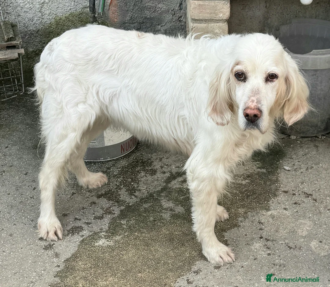 Setter Inglese cani in regalo: Liz 14 anni setter inglese  a Provincia di Teramo - Annuncio 4