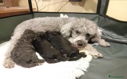 Barboncino cani in vendita: Barboncino  - Annuncio 12