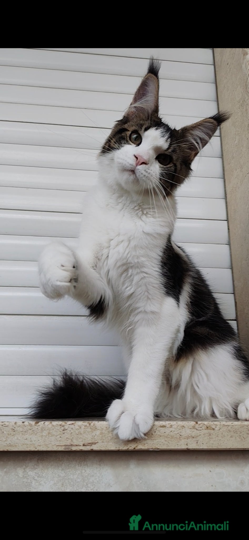 Maine Coon gatti ULTIMO CUCCIOLO DISPONIBILE MAINE COON - Annuncio 31