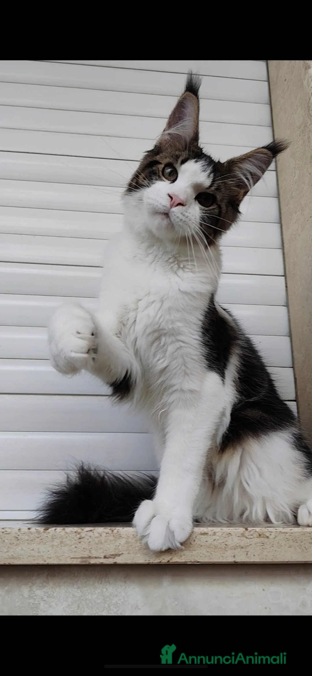 Maine Coon gatti in vendita: ULTIMO CUCCIOLO DISPONIBILE MAINE COON - Annuncio 1