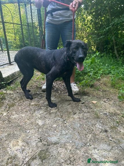 Meticcio cani ORSA giovane socievole tg grande - Annuncio 2