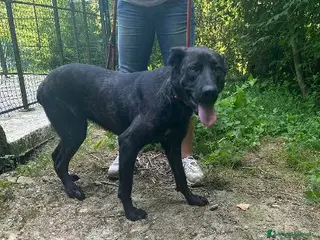 Meticcio cani ORSA giovane socievole tg grande - Annuncio 2