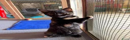 Europeo gatti in regalo: CELINE, affettuosissima gattina in adozione.  - Annuncio 4